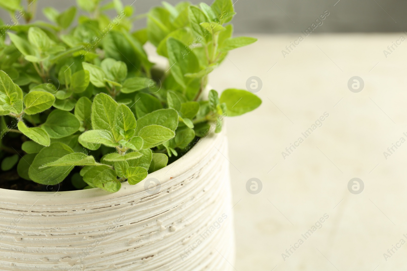 Photo of Aromatic potted oregano on light marble table, closeup. Space for text