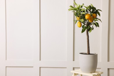 Photo of Idea for minimalist interior design. Small potted lemon tree with fruits on stand near light wall, space for text