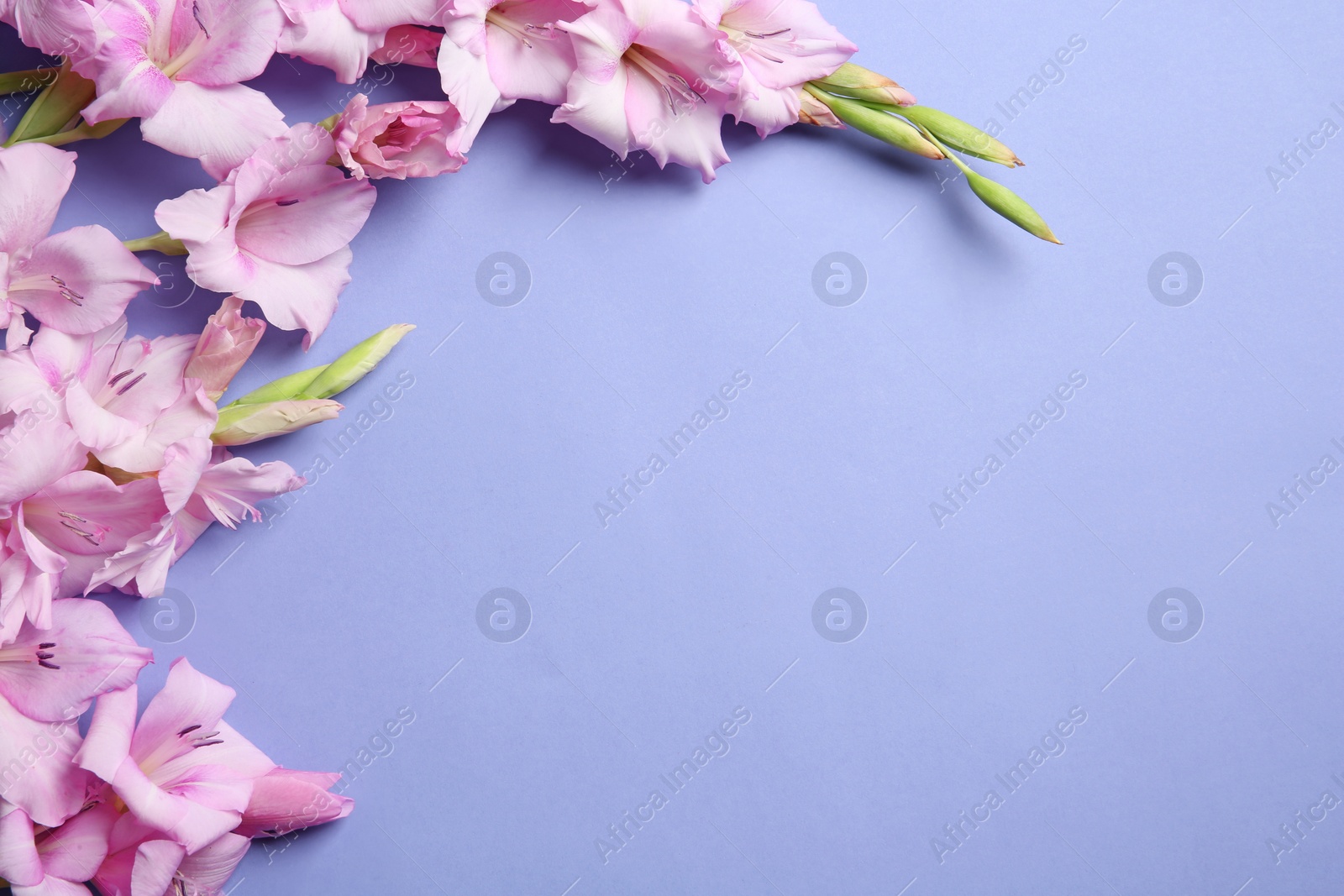 Photo of Flat lay composition with beautiful gladiolus flowers on color background