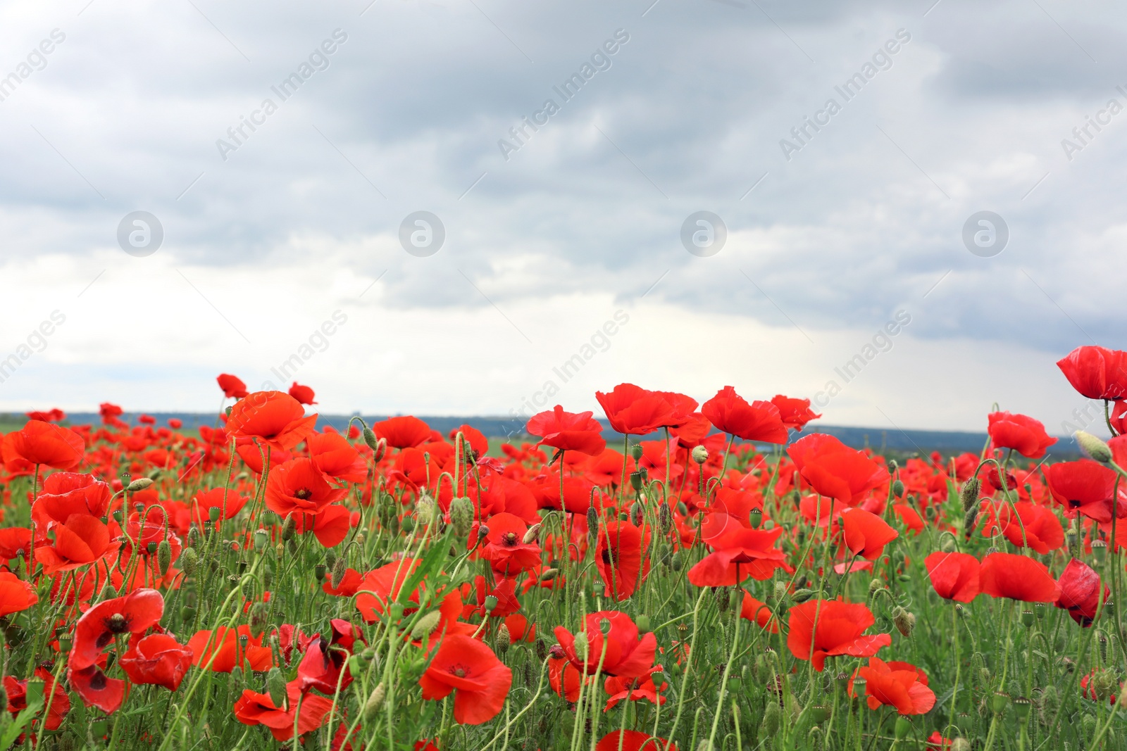 Photo of Beautiful red poppy flowers growing in field