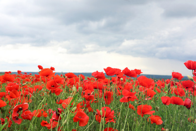 Photo of Beautiful red poppy flowers growing in field