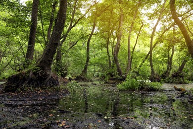 Picturesque view of green forest with swamp