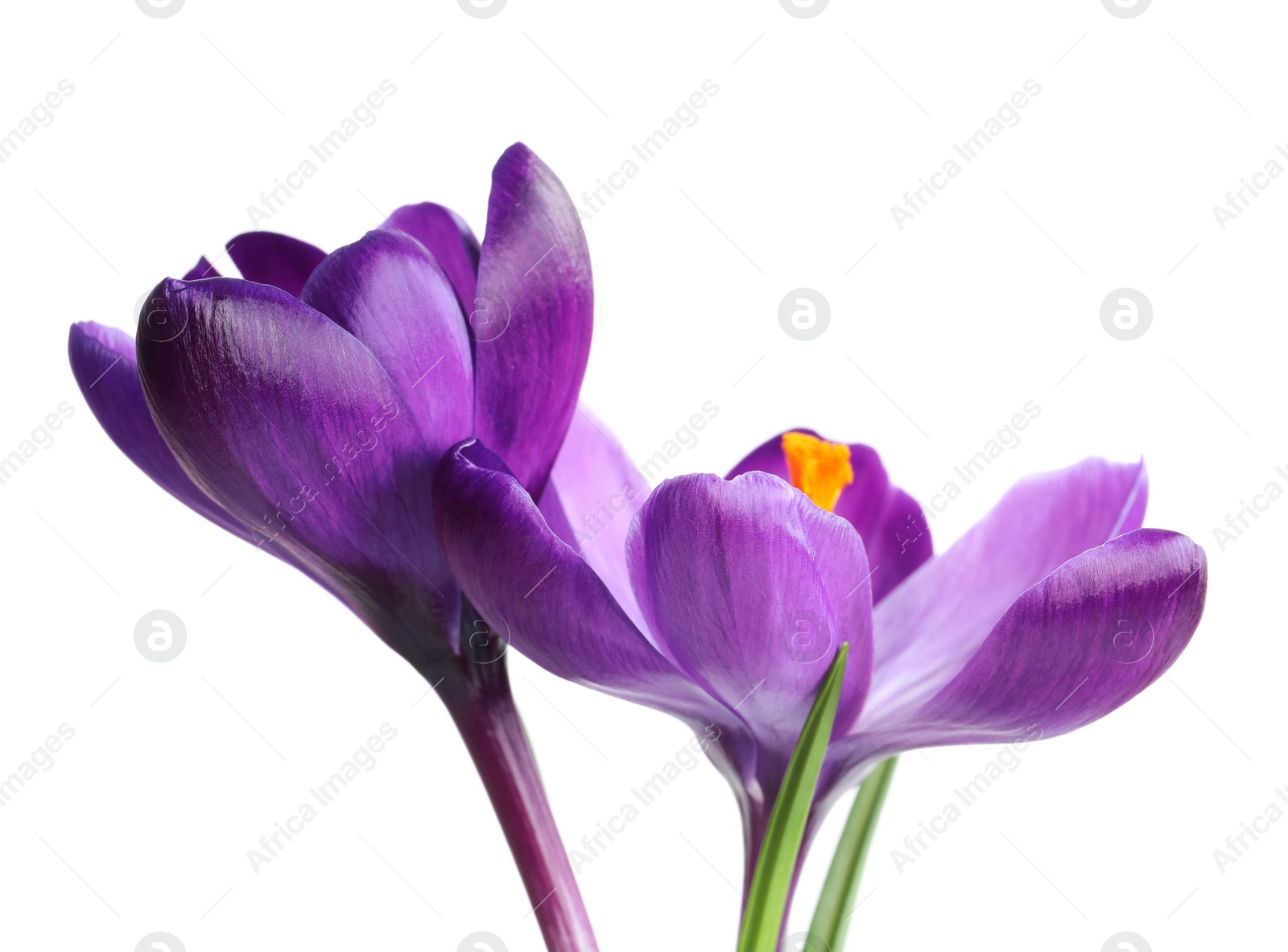 Photo of Beautiful spring crocus flowers on white background