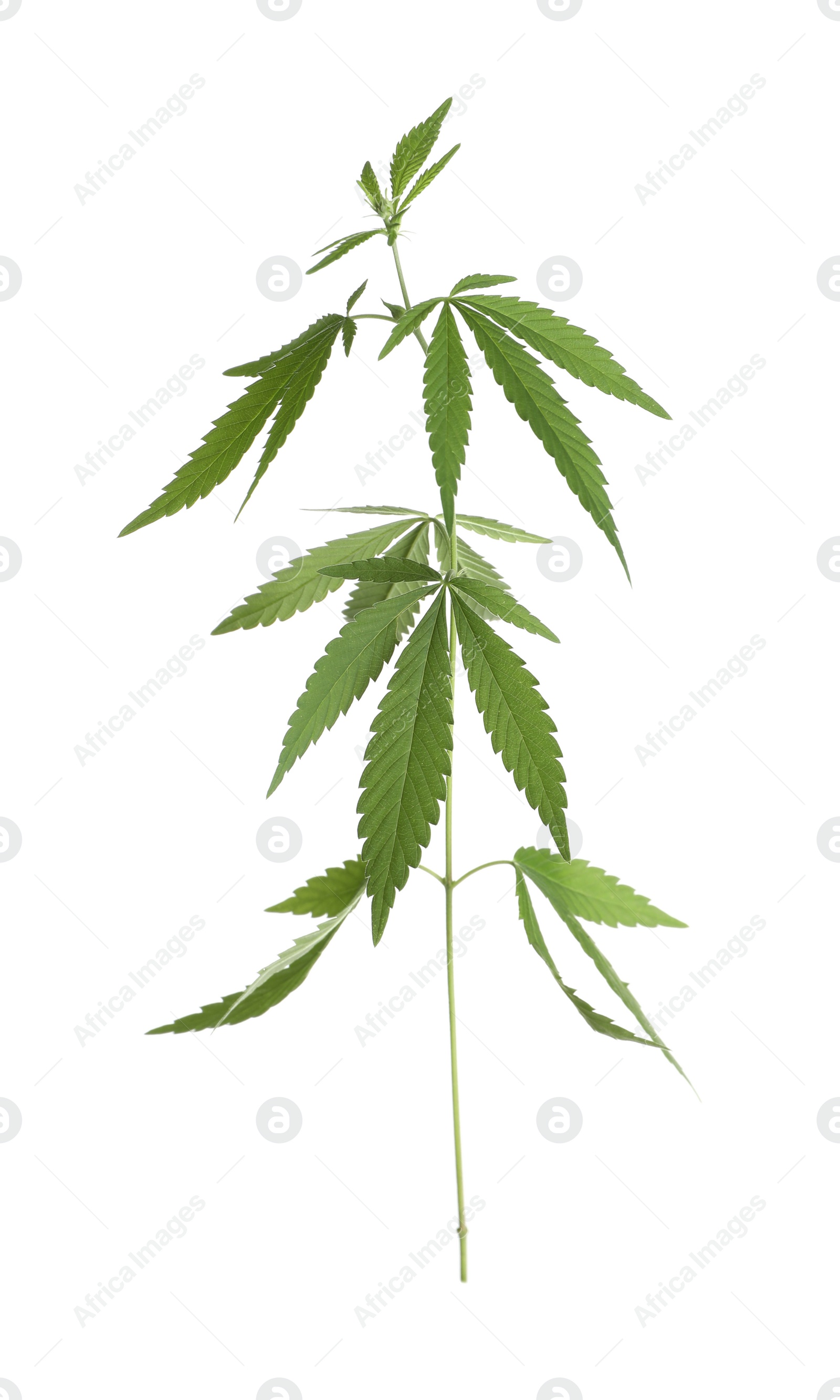 Photo of Lush green hemp plant isolated on white