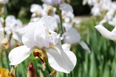 Photo of Beautiful bright iris in garden, closeup with space for text. Spring flowers