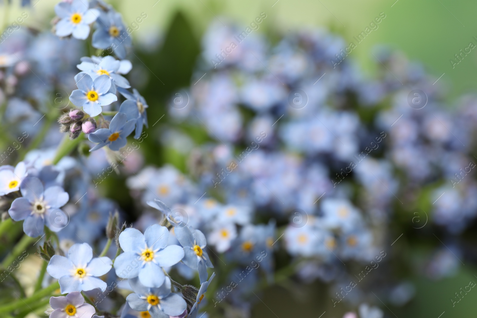 Photo of Beautiful forget-me-not flowers growing outdoors, closeup. Spring season