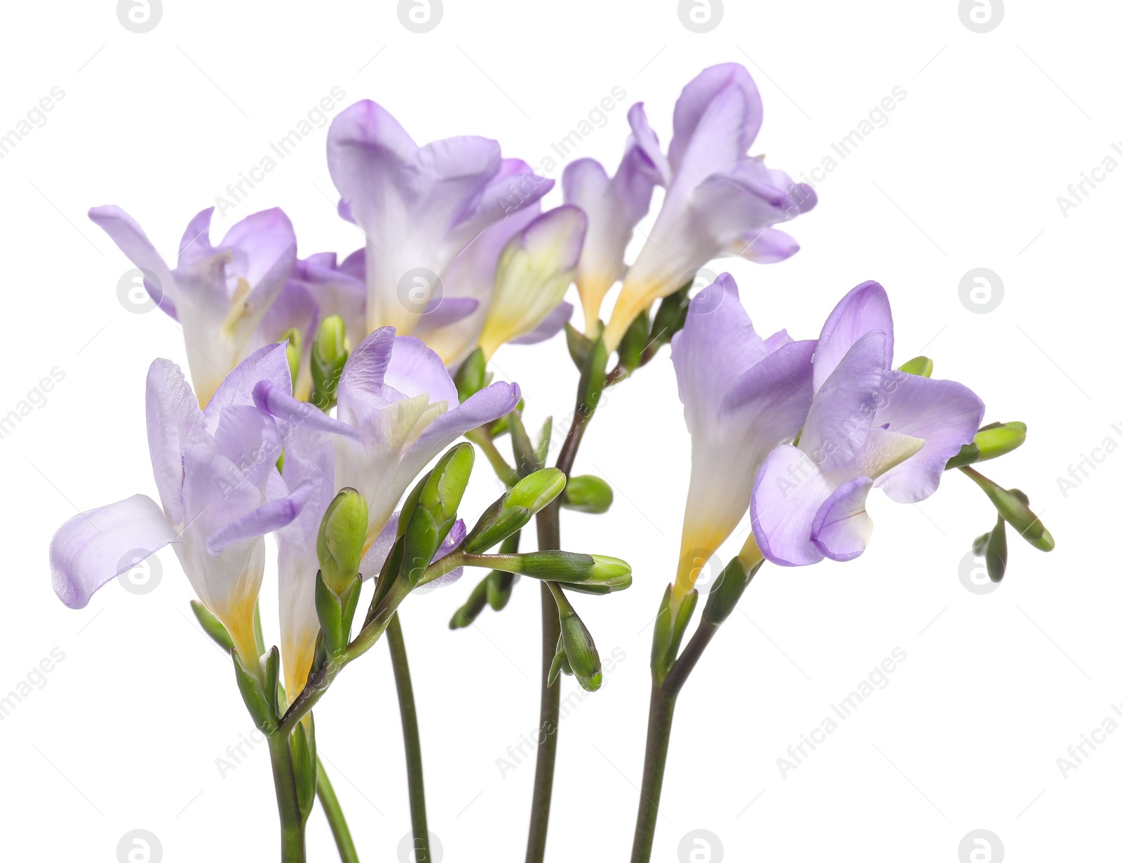 Photo of Beautiful violet freesia flowers isolated on white