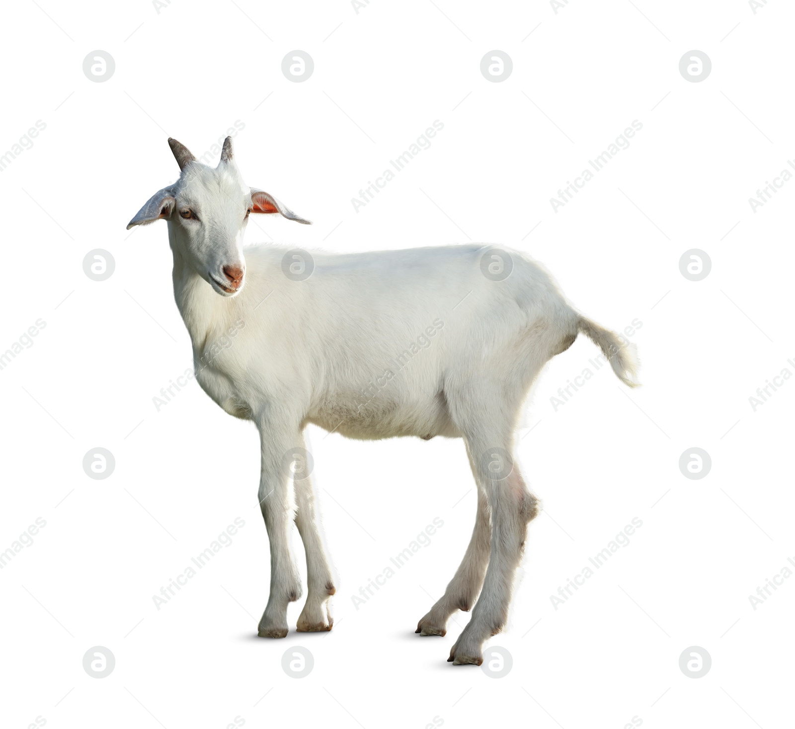 Image of Cute goat isolated on white. Farm animal