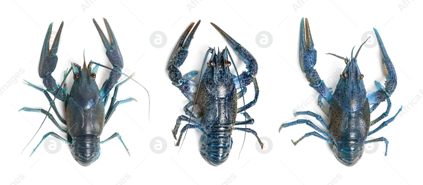 Image of Set of blue crayfishes isolated on white. Banner design 