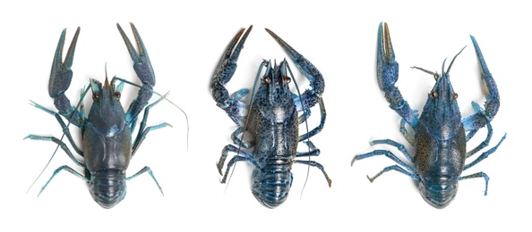 Image of Set of blue crayfishes isolated on white. Banner design 
