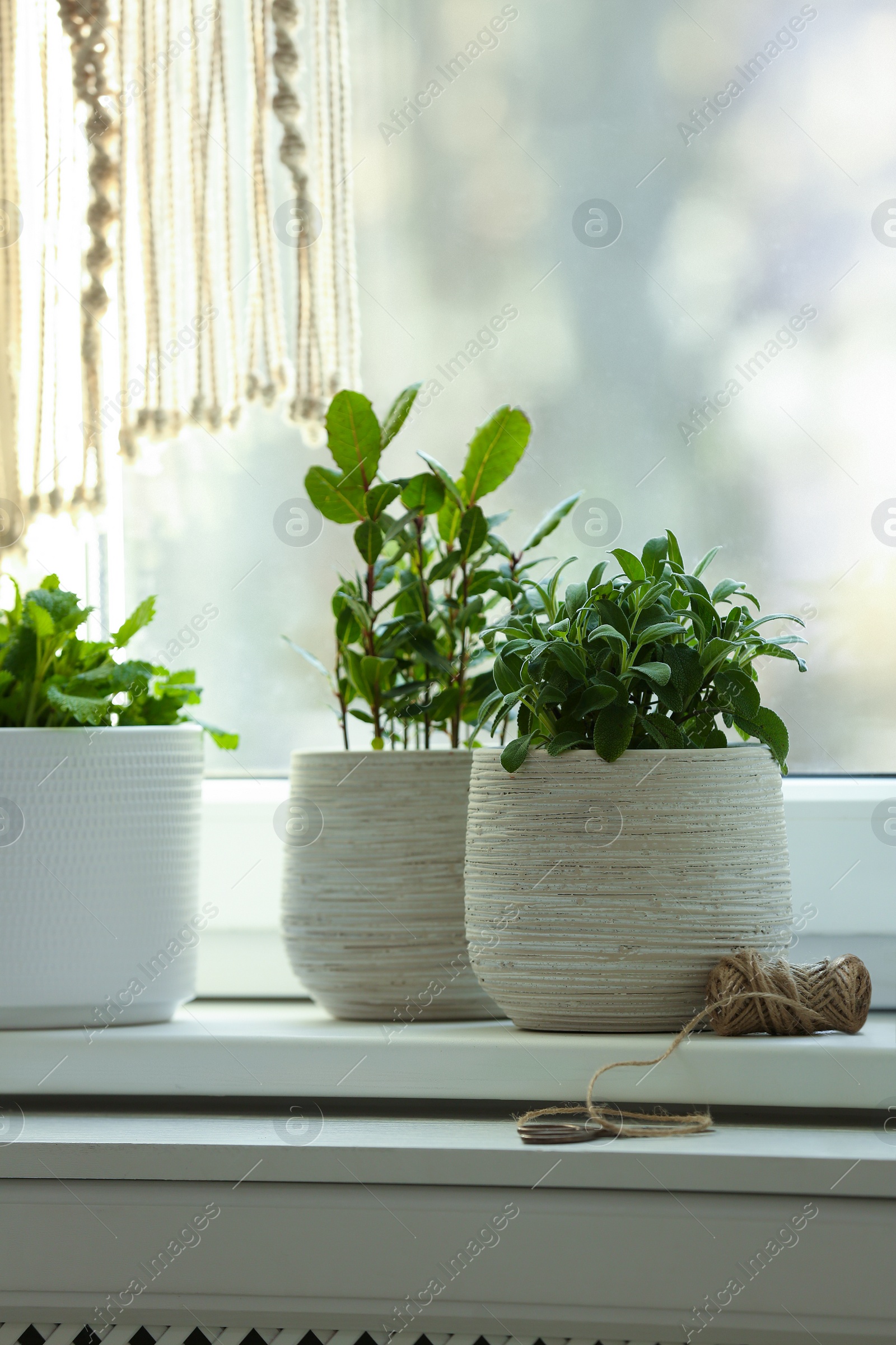 Photo of Different aromatic potted herbs on windowsill indoors