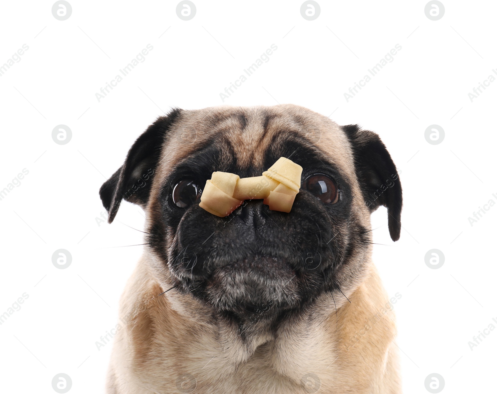 Image of Cute pug dog with chew bone on nose against white background