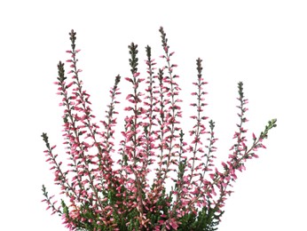 Photo of Heather with beautiful flowers on white background