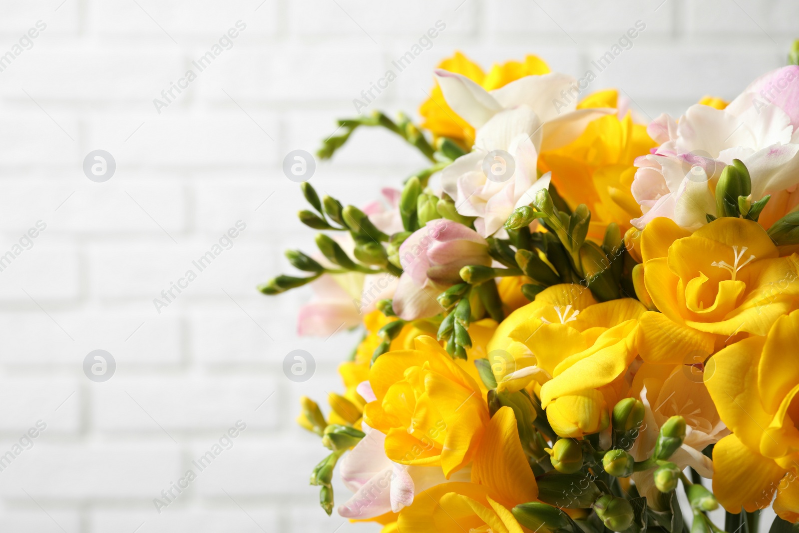 Photo of Beautiful blooming freesias against white brick wall