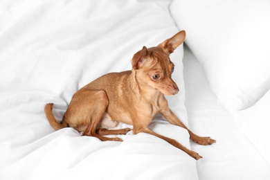 Photo of Cute toy terrier on bed. Domestic dog