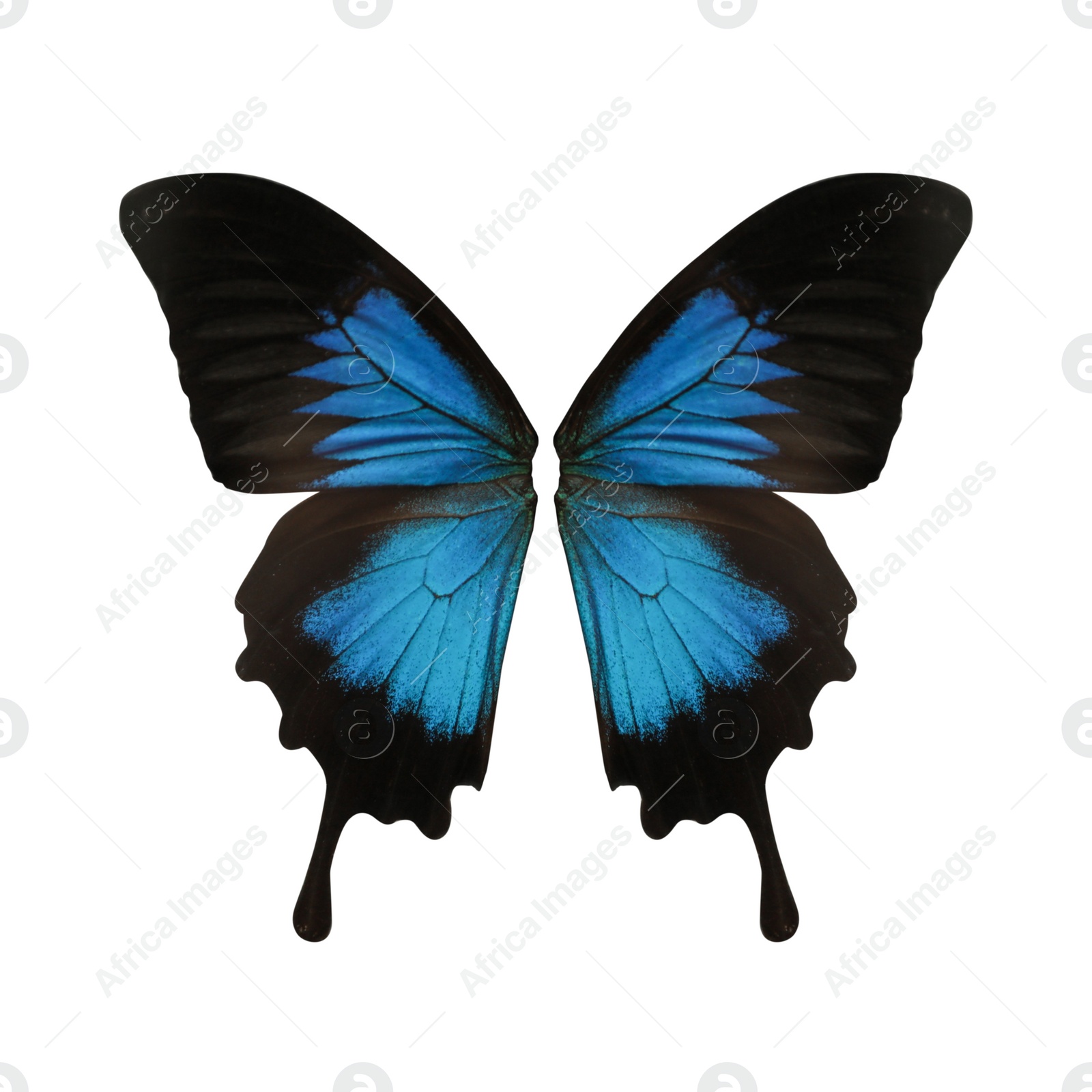 Image of Beautiful Ulysses butterfly wings on white background