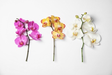 Photo of Branches with beautiful tropical orchid flowers on white background, top view