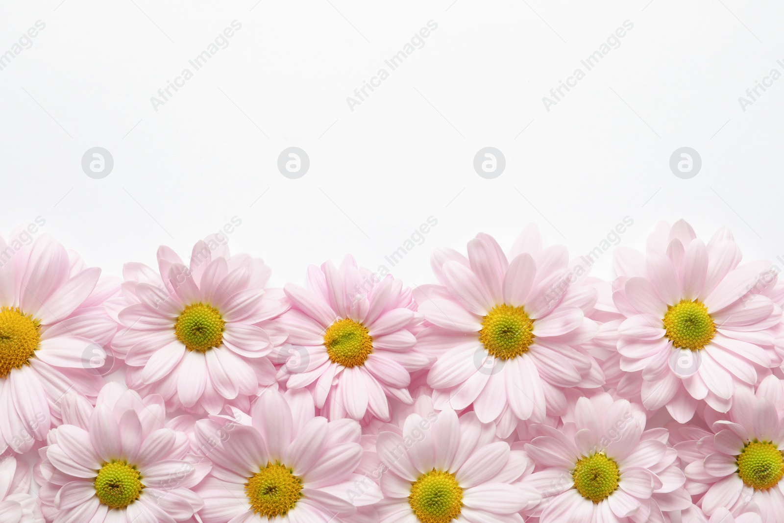 Photo of Beautiful chamomile flowers on white background, flat lay with space for text