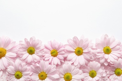 Beautiful chamomile flowers on white background, flat lay with space for text