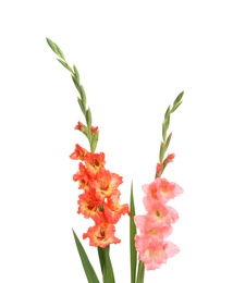 Beautiful color gladiolus flowers on white background