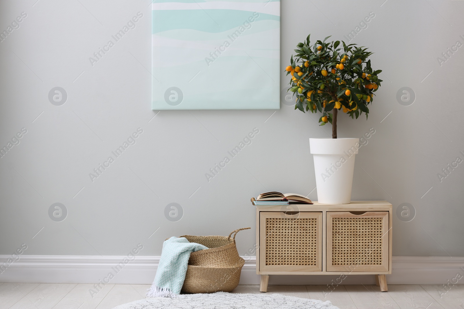 Photo of Potted kumquat tree near light grey wall indoors. Interior design