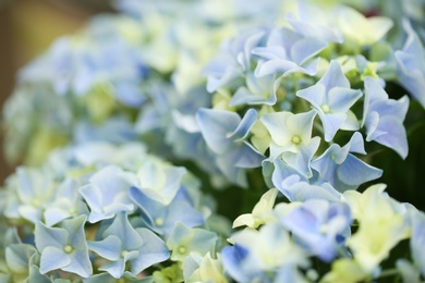 Photo of Beautiful blue hydrangea flowers, closeup. Tropical plant