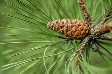 Photo of Cone growing on pine branch outdoors, closeup