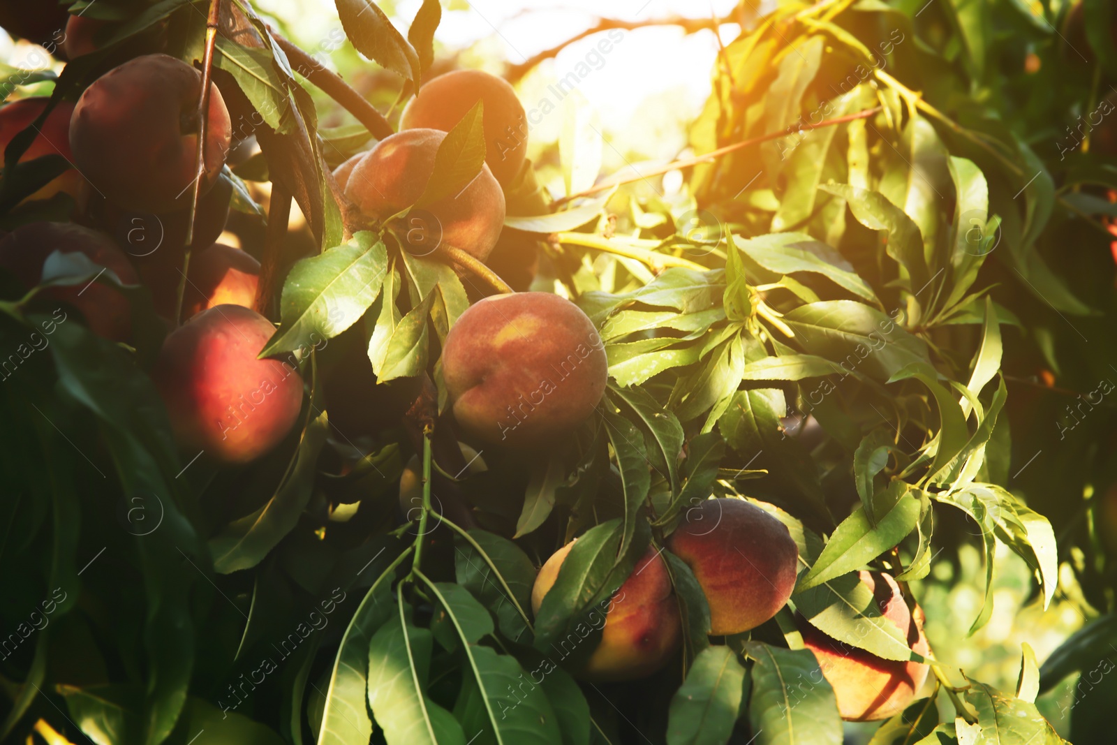 Photo of Ripe peaches on tree branch in garden