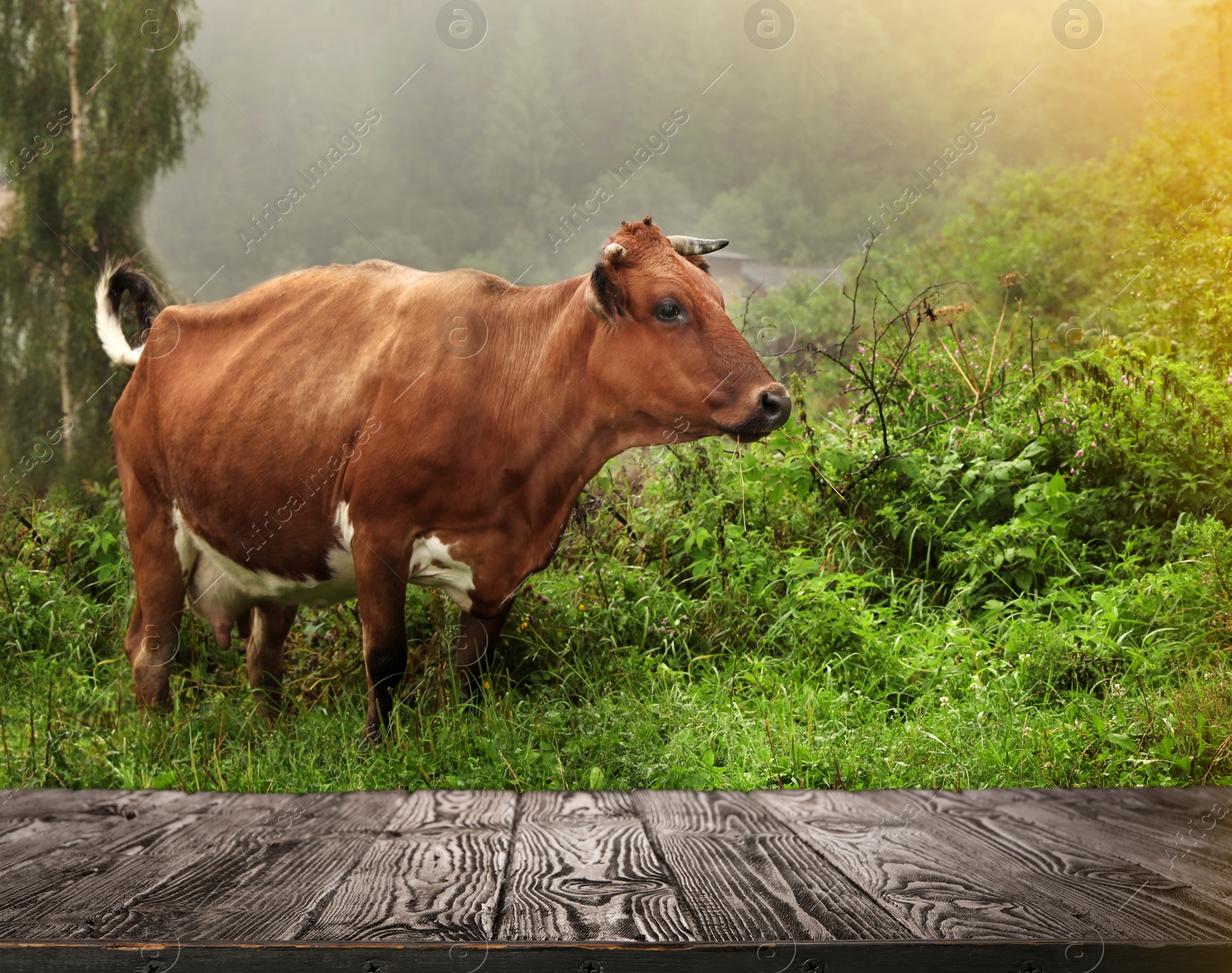 Image of Empty wooden table and cow grazing in field on background. Animal husbandry concept 