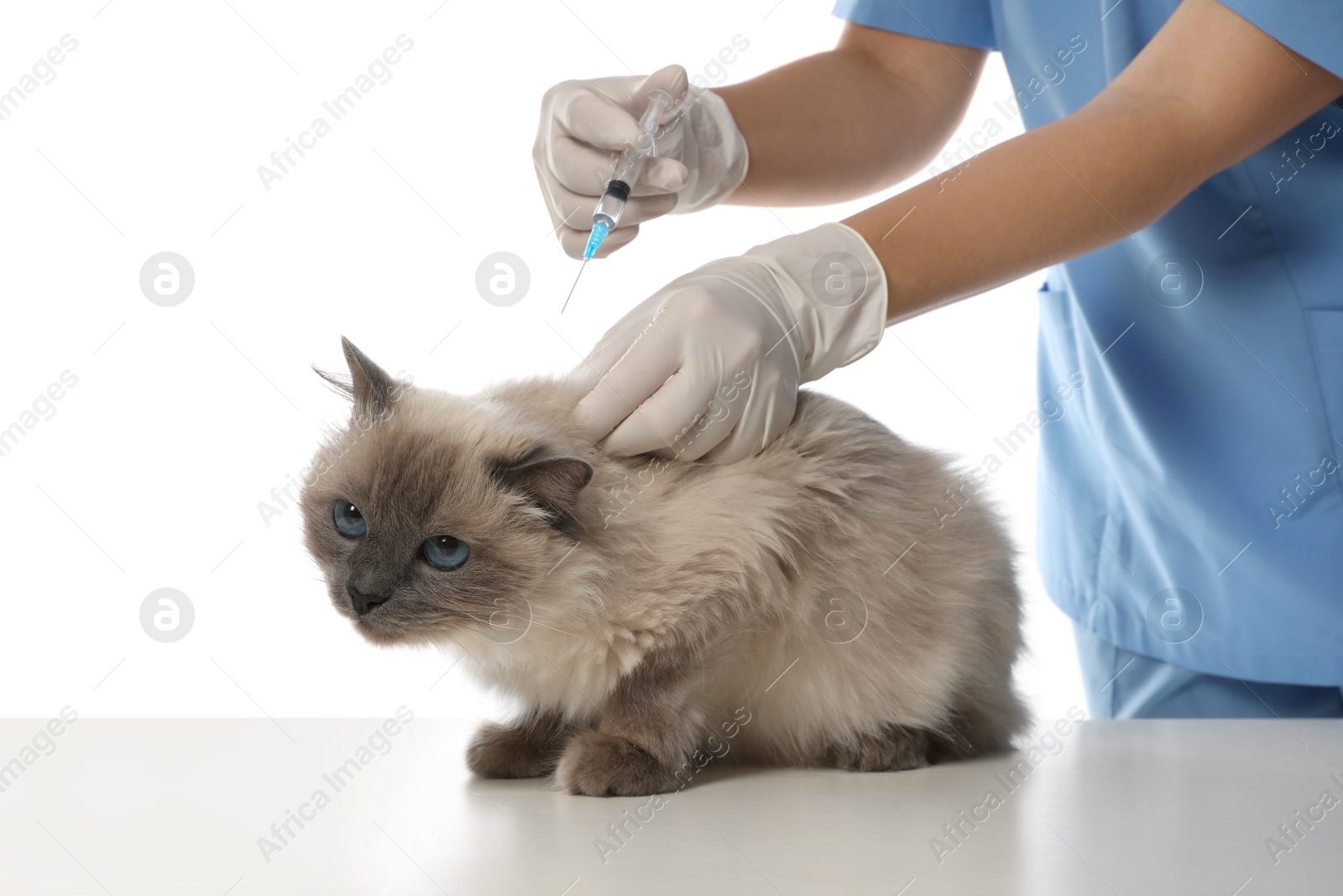 Photo of Professional veterinarian vaccinating cat on white background, closeup