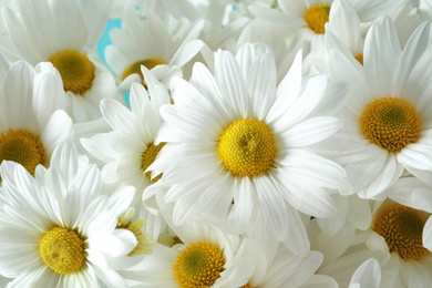 Photo of Bunch of beautiful chamomile flowers as background, closeup