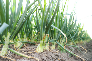 Fresh green onion growing in field, closeup