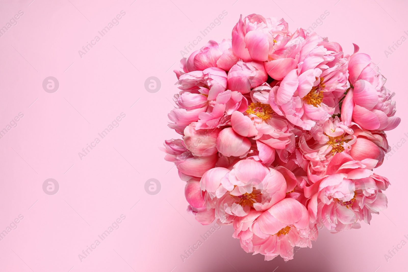 Photo of Bunch of beautiful peonies on pink background, top view. Space for text