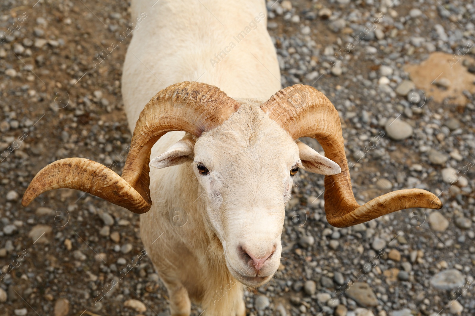 Photo of Beautiful white ram in safari park on summer day