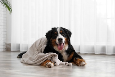 Photo of Funny Bernese mountain dog with blanket on floor indoors
