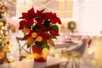 Image of Traditional Christmas poinsettia flower on white table, bokeh effect