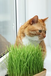 Photo of Cute ginger cat near green grass on windowsill indoors