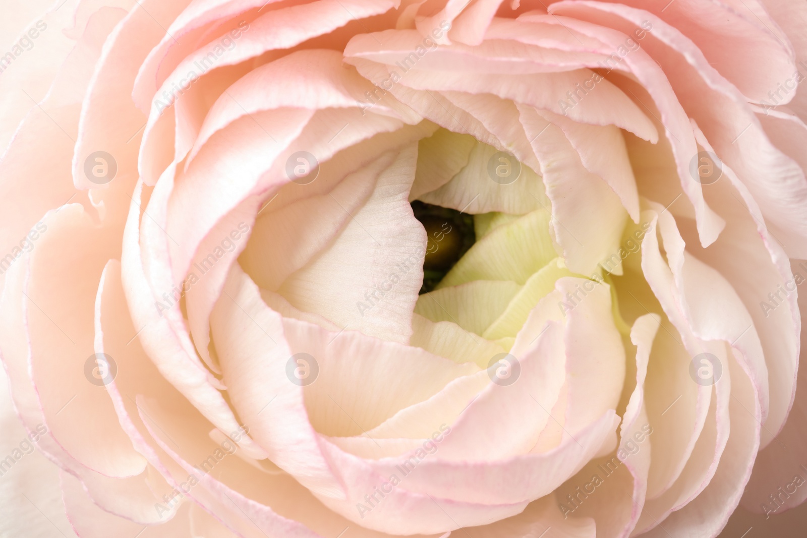 Photo of Closeup view of beautiful delicate ranunculus flower