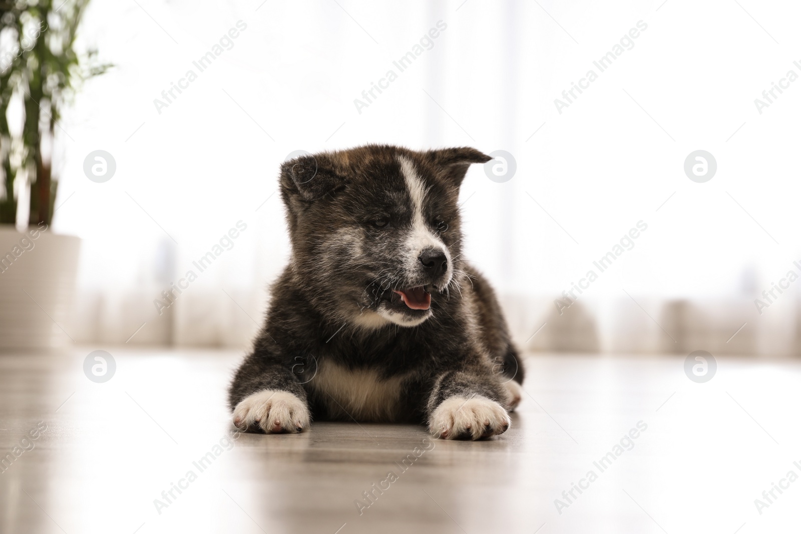 Photo of Cute Akita inu puppy on floor indoors. Friendly dog