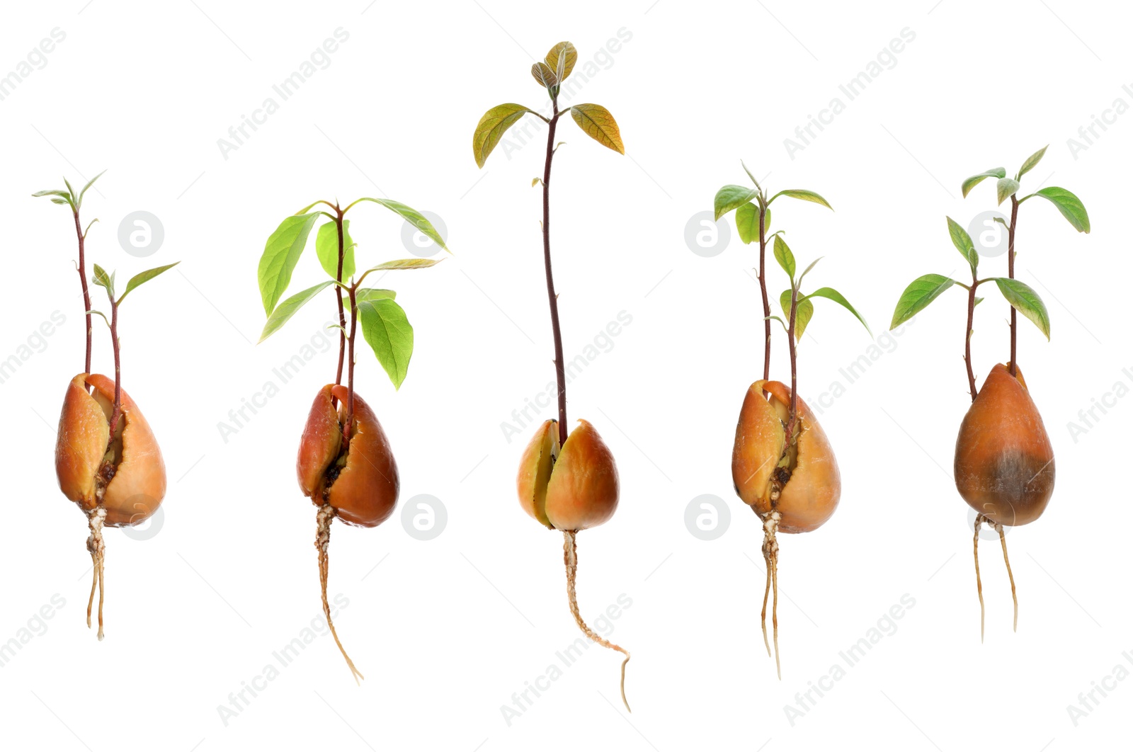 Image of Set of avocado pits with sprouts on white background