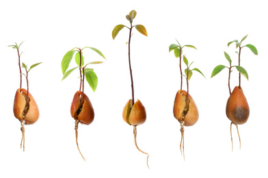 Set of avocado pits with sprouts on white background