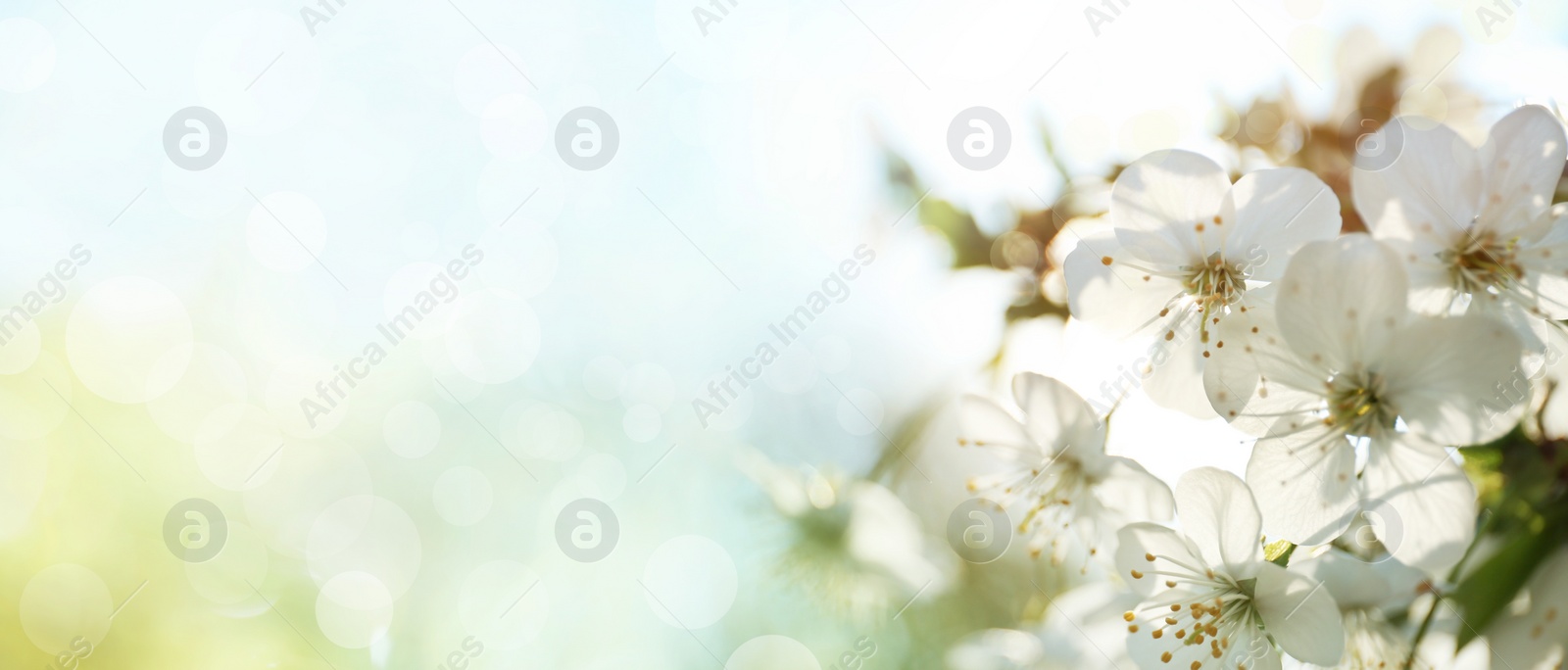 Image of Beautiful cherry tree on sunny day. Amazing spring blossom