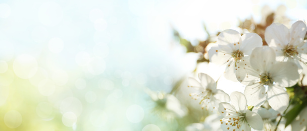 Image of Beautiful cherry tree on sunny day. Amazing spring blossom