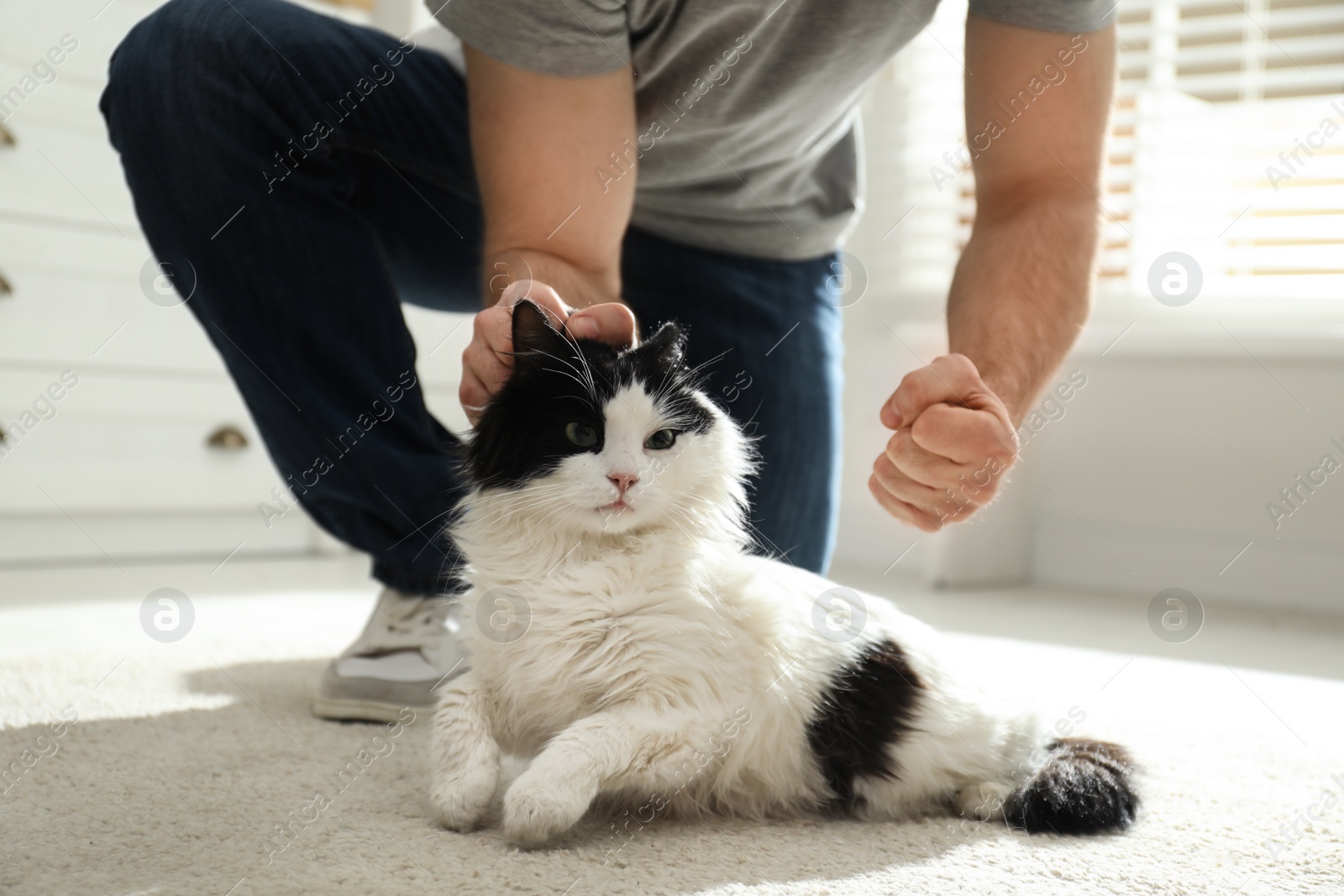 Photo of Man beating cat at home, closeup of hands. Domestic violence against pets