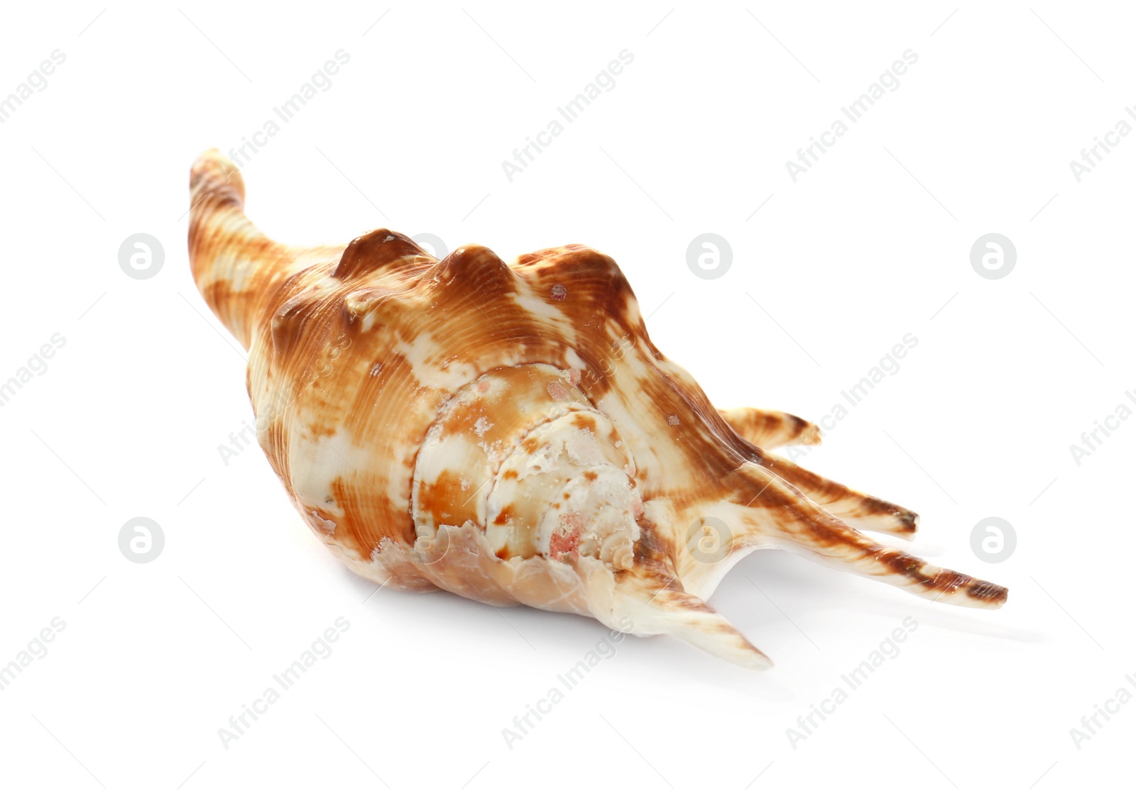 Photo of Beautiful exotic sea shell isolated on white