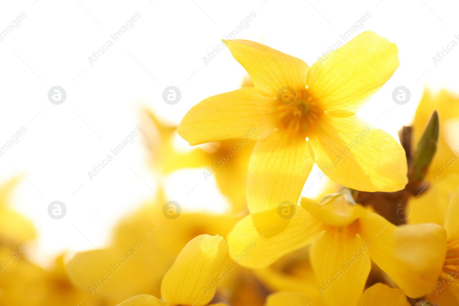 Photo of Closeup view of beautiful blossoming bush outdoors on spring day