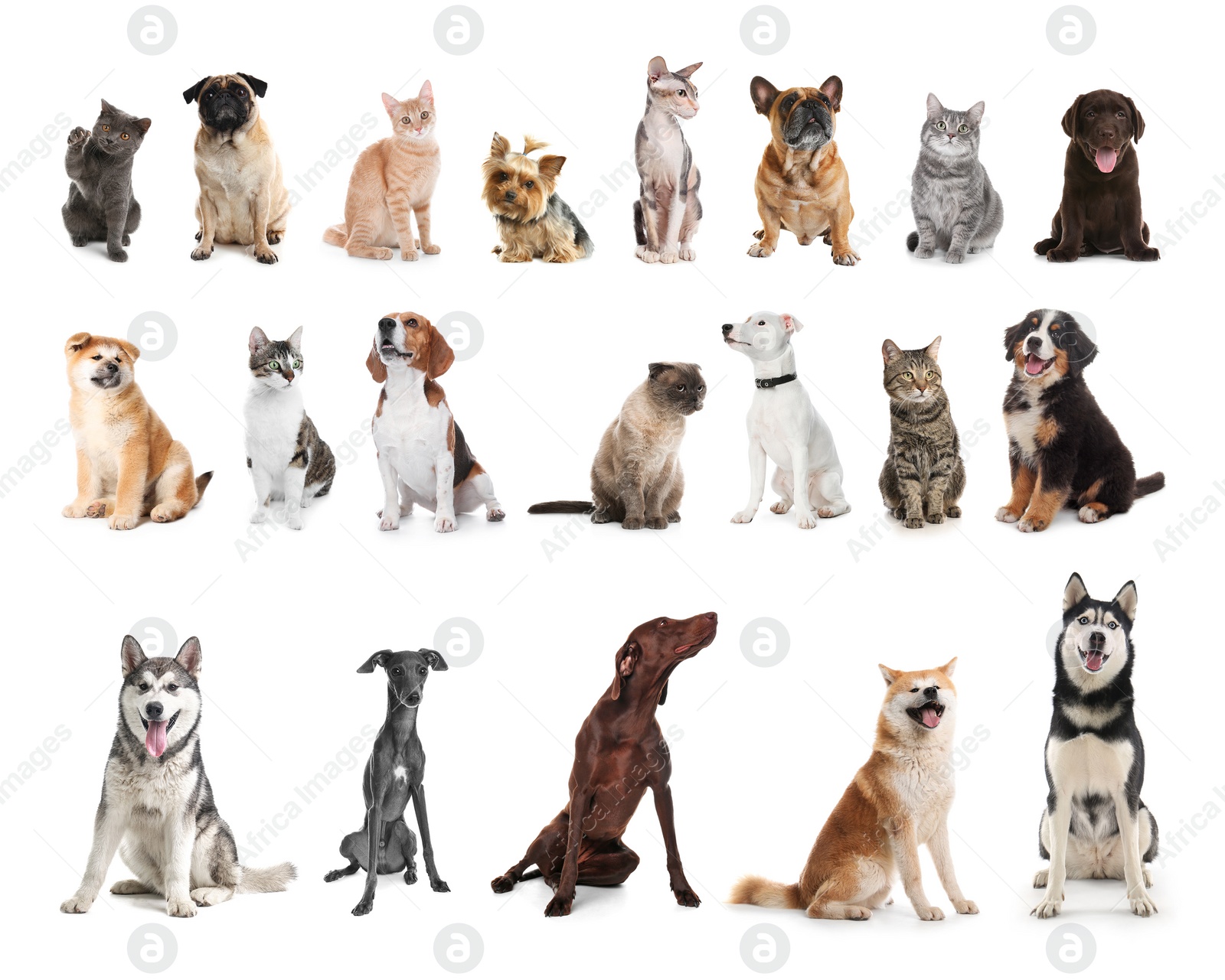 Image of Set of different pets on white background