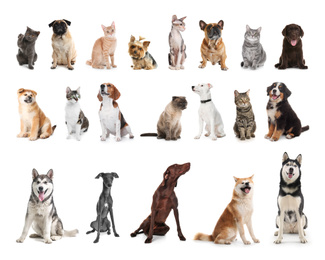 Image of Set of different pets on white background