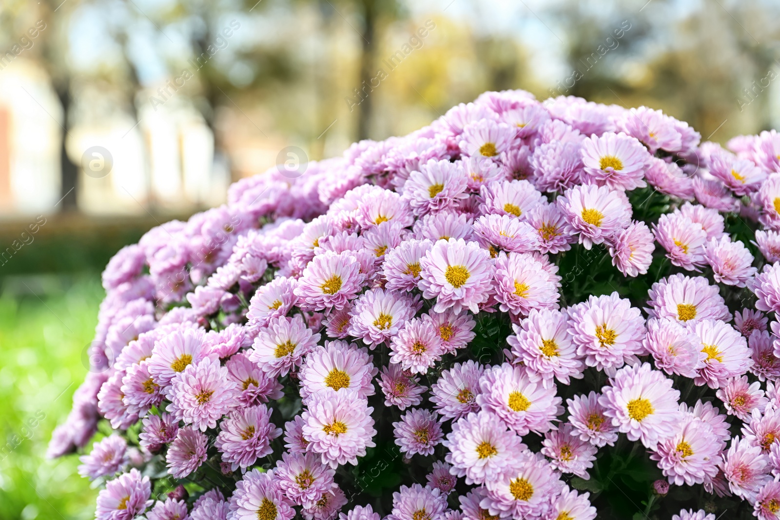 Photo of Beautiful bouquet of colorful chrysanthemum flowers outdoors