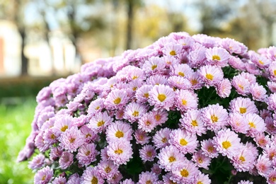 Beautiful bouquet of colorful chrysanthemum flowers outdoors